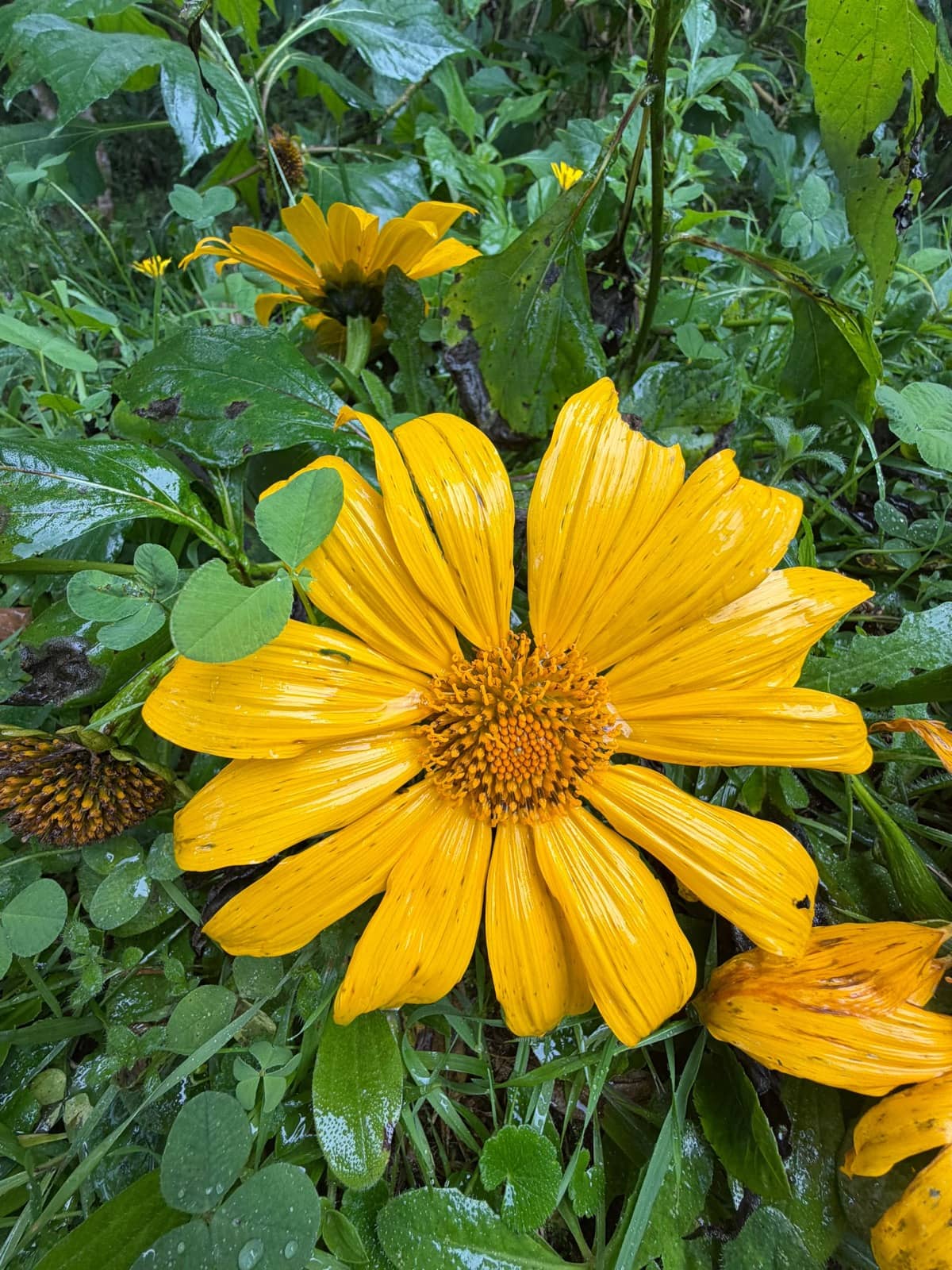 The Garden of the Senses — photo 6