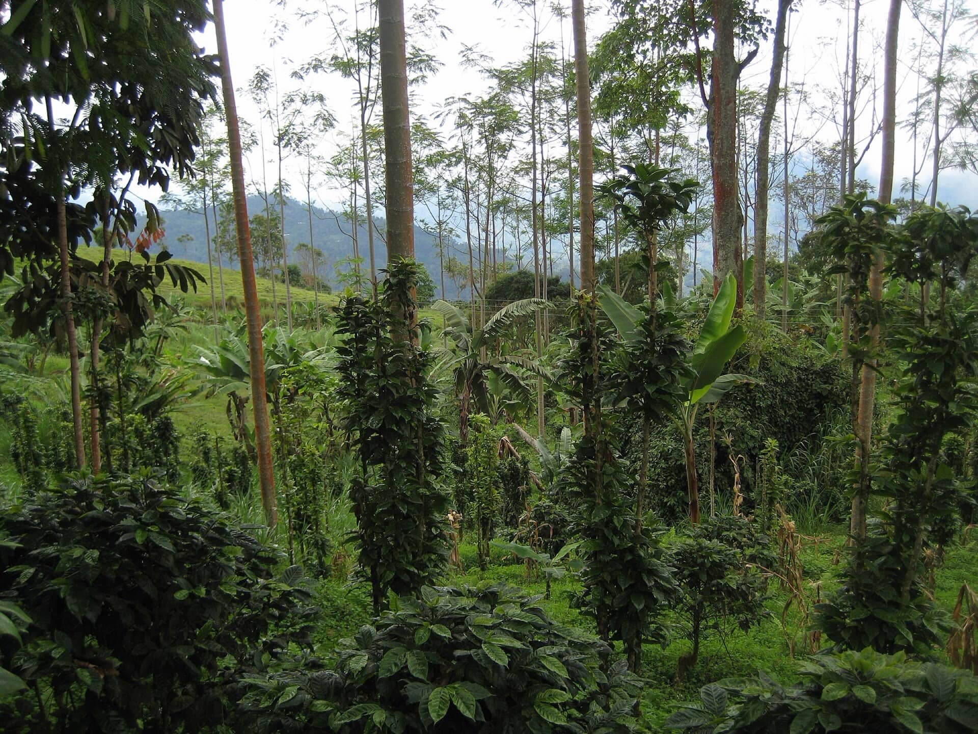Cata del café de Jardín — Isla de Pascua Hostel