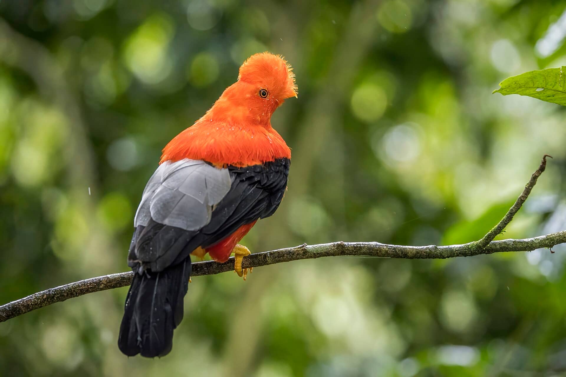 Avistamiento de aves en Jardín, Colombia: el Gallito de Roca y mucho más — Isla de Pascua Hostel